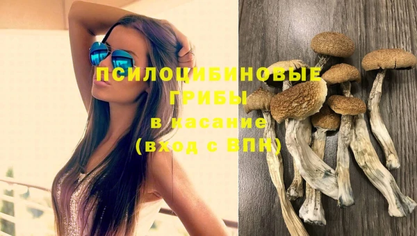 шишки Алзамай